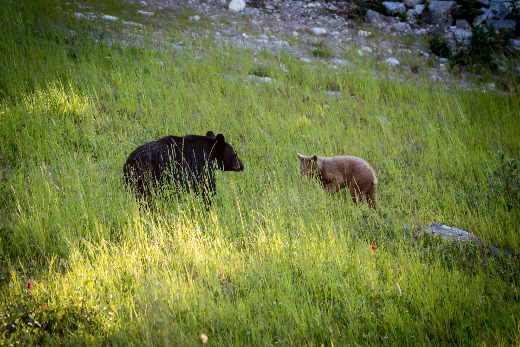Two bears