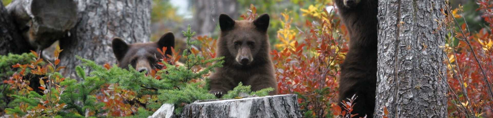 Three bears peeking around some trees