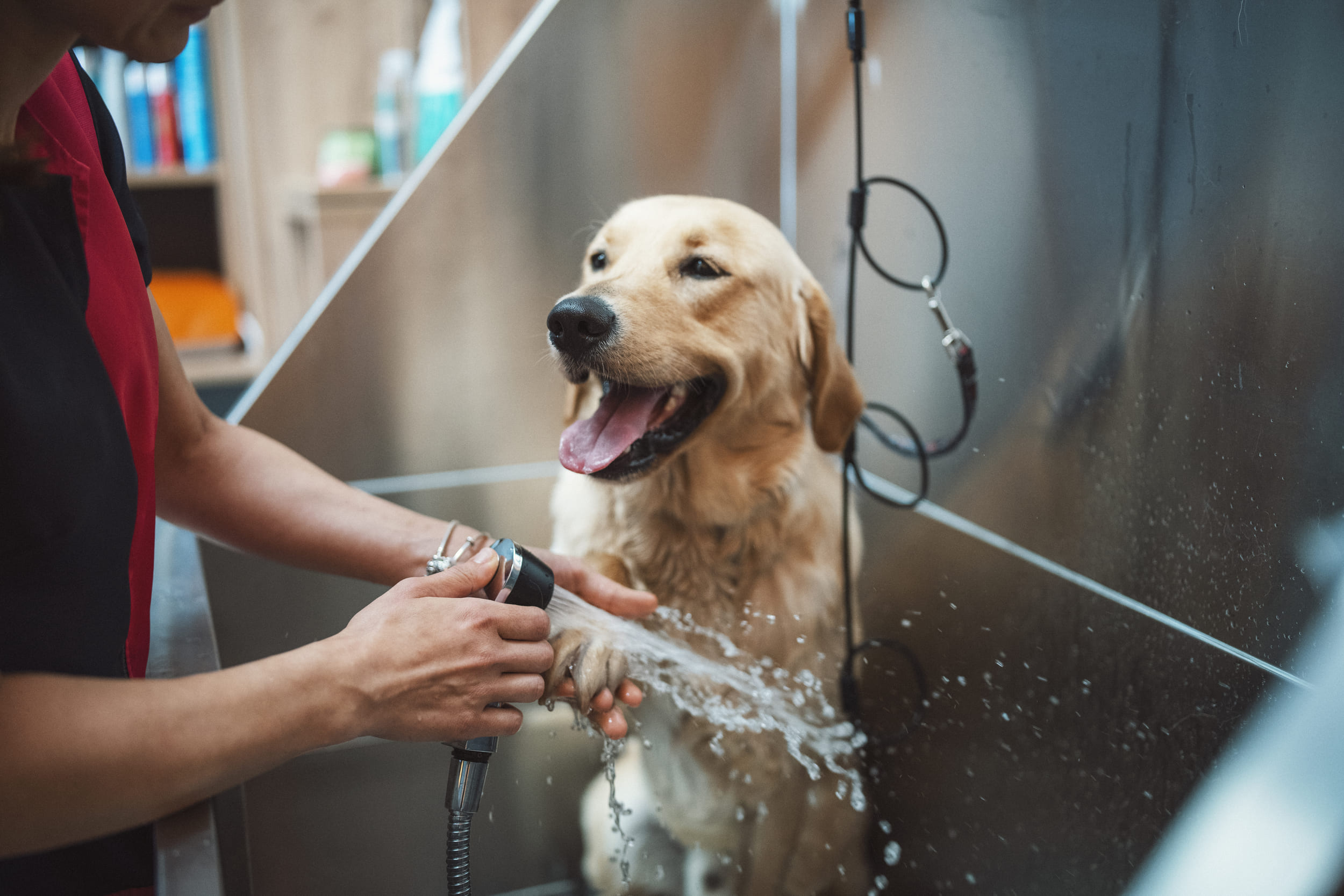 golden retriever getting a bath