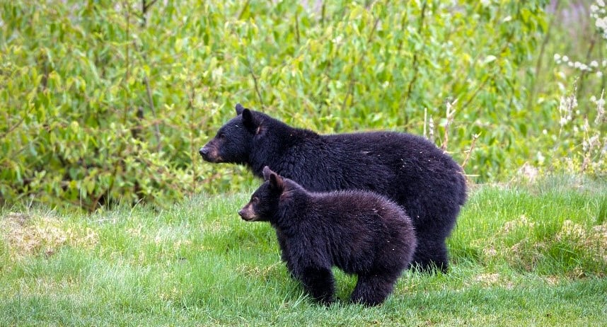 A bear and her cub