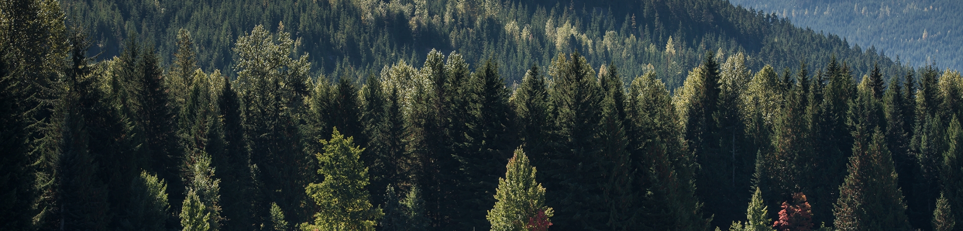 Overlooking a lake with trees in the background