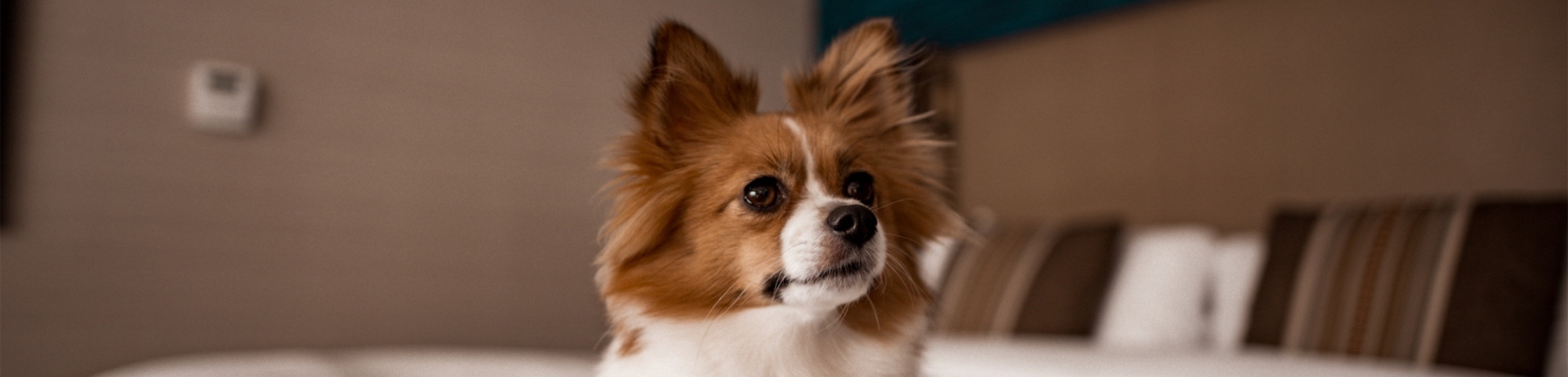 small dog sitting on a bed with a fairmont room card sitting next to him