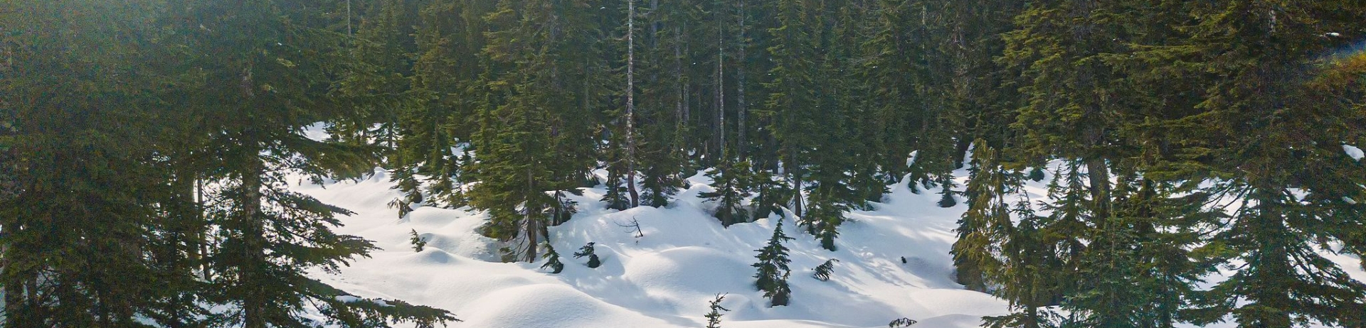 snowshoers walk through snow covered wooded area