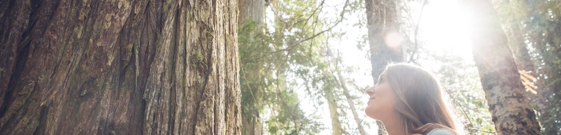 Ancient Cedars Trail, Forest Bathing