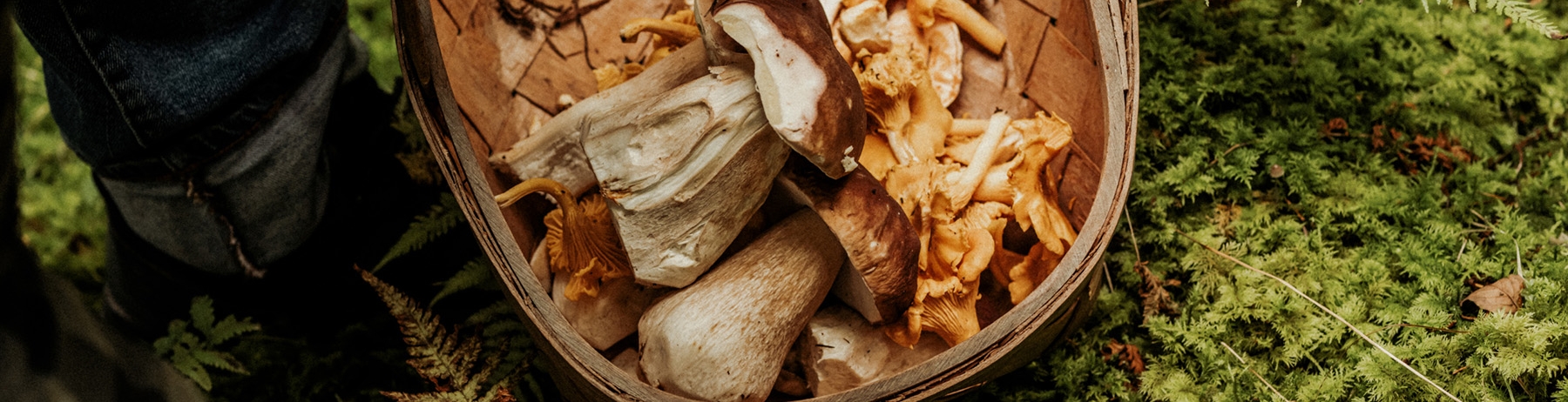 farmer foraging wild mushrooms in a forest