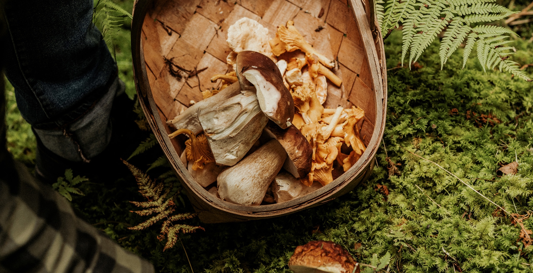 Fungus Among Us Mushroom Festival Chateau Whistler
