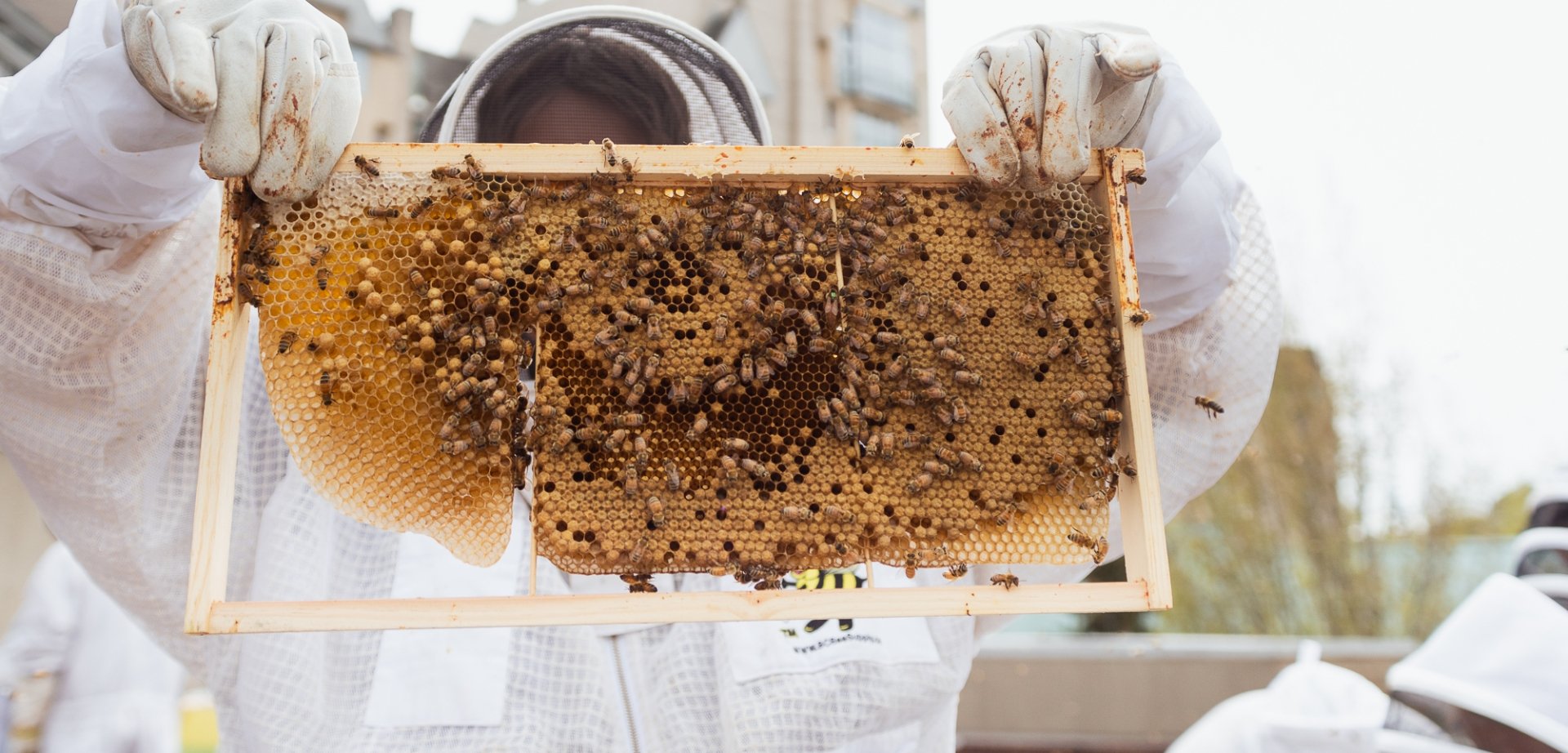 rooftop pollinator bee farm