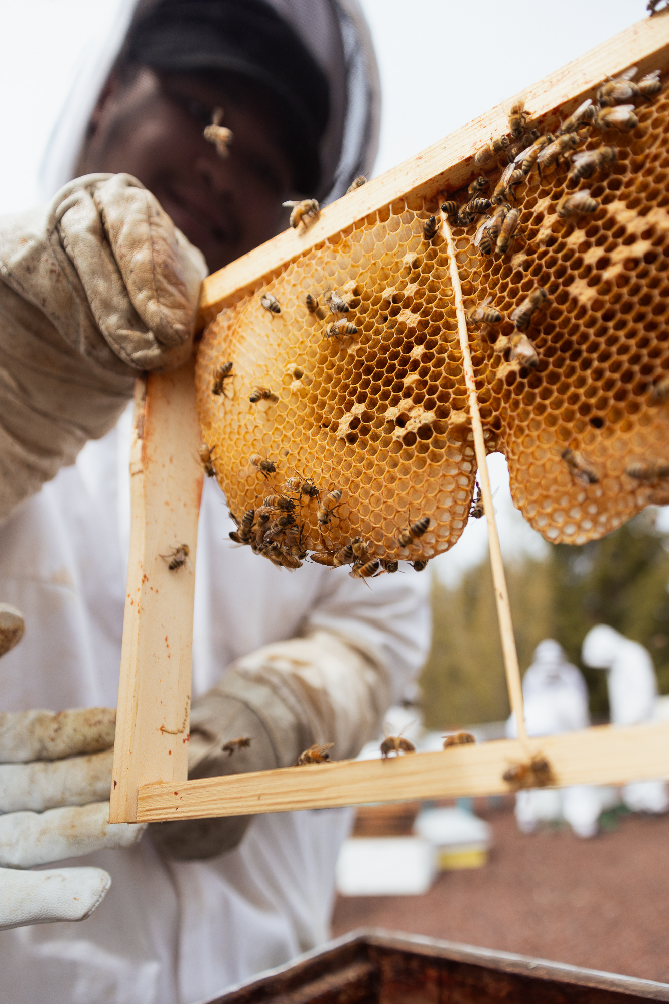 rooftop pollinator bee farm