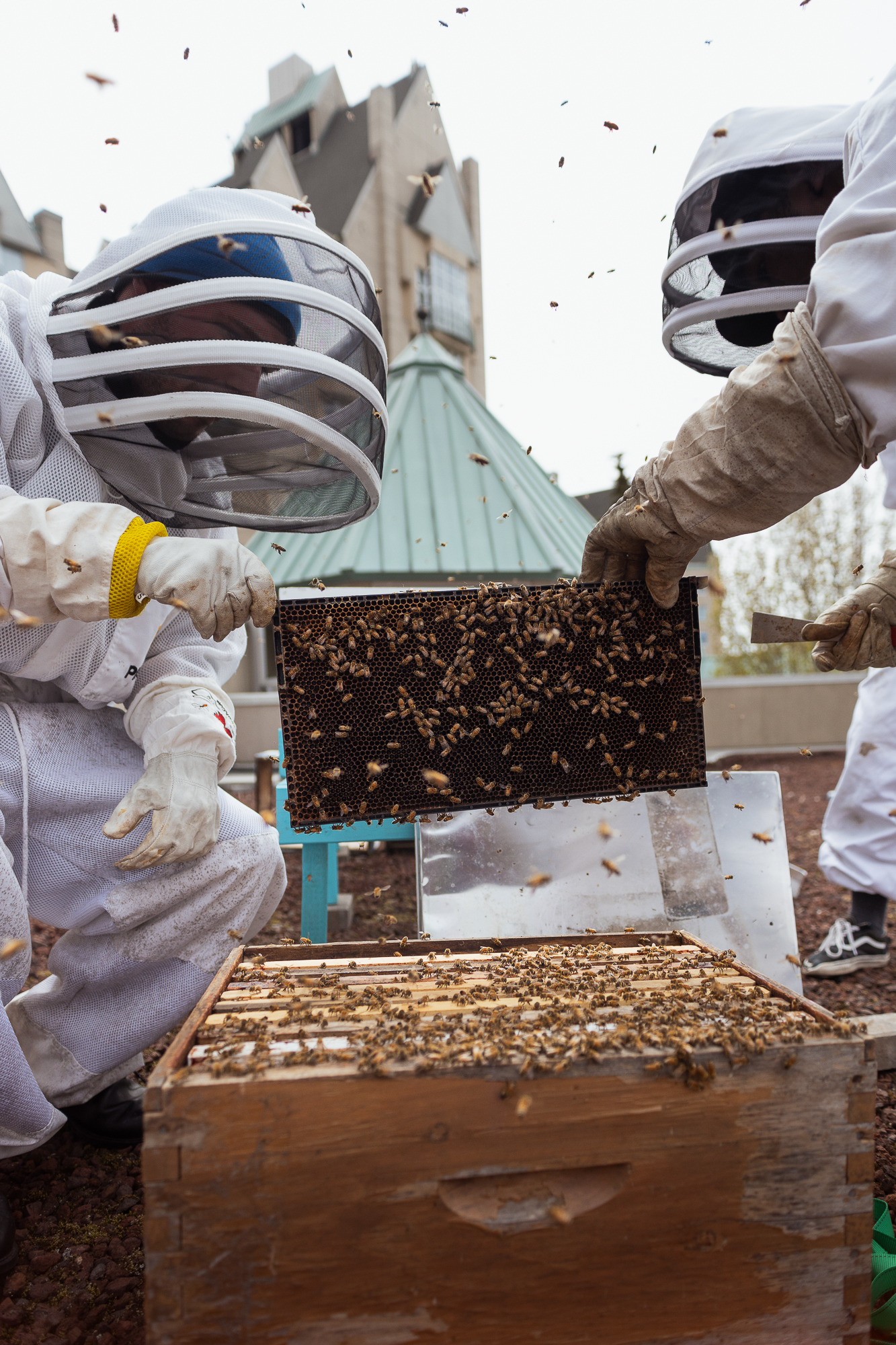 rooftop pollinator bee farm