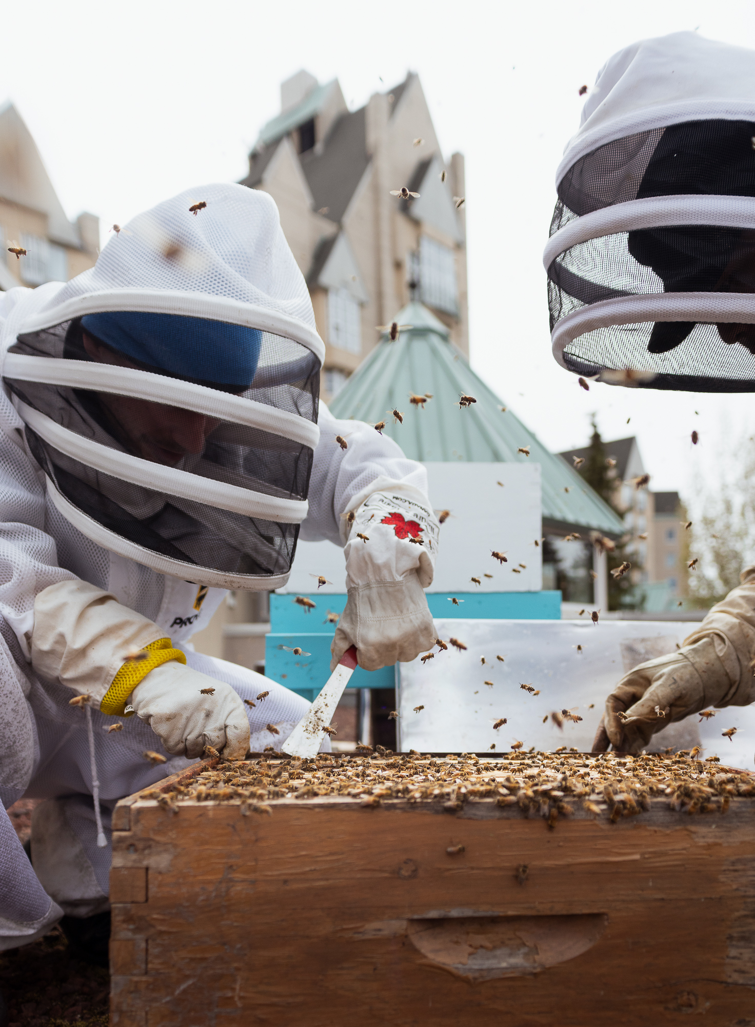 rooftop pollinator bee farm