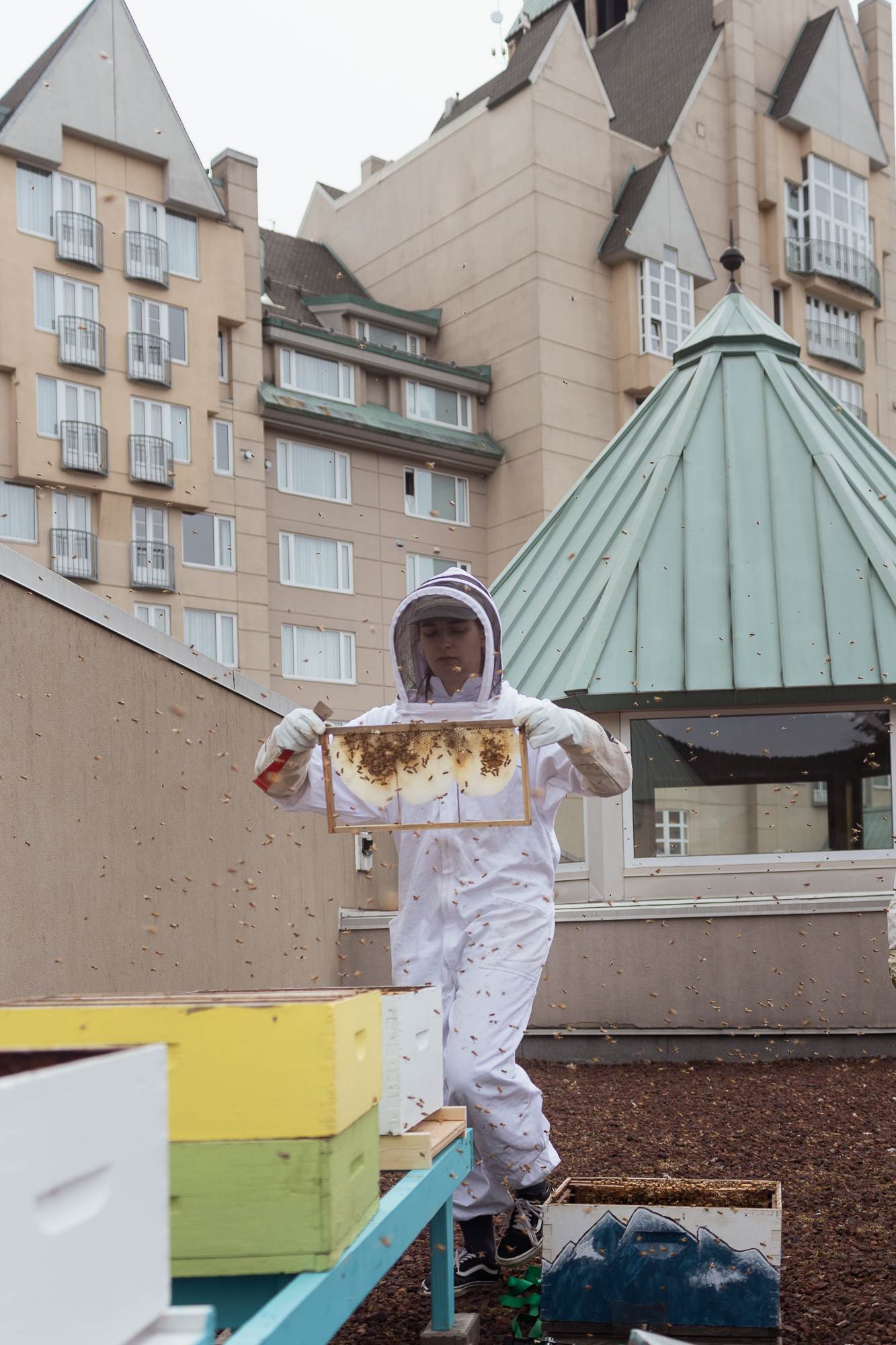 rooftop pollinator bee farm