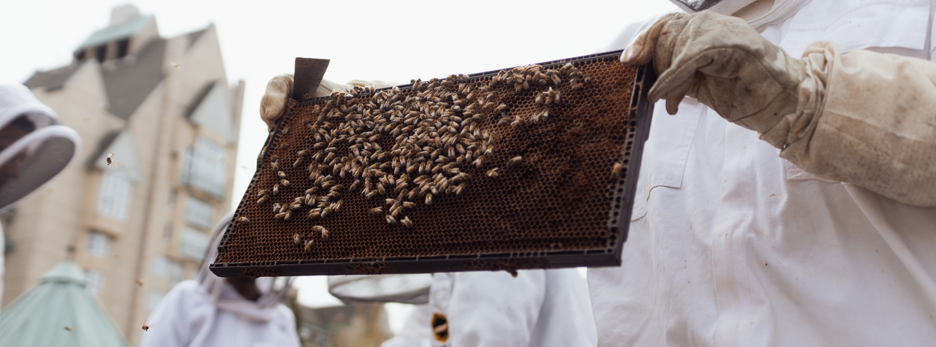 rooftop pollinator bee farm