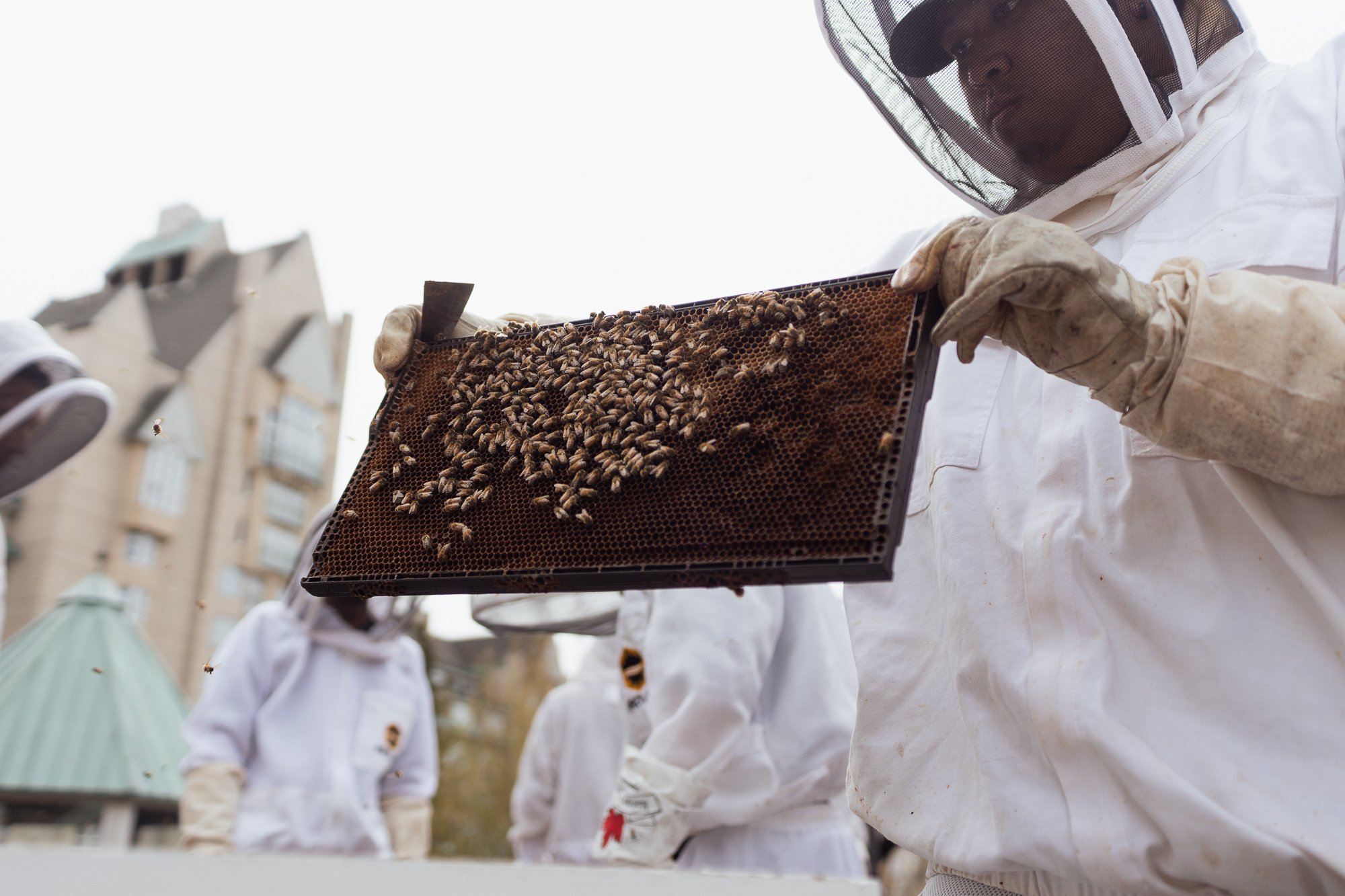rooftop pollinator bee farm