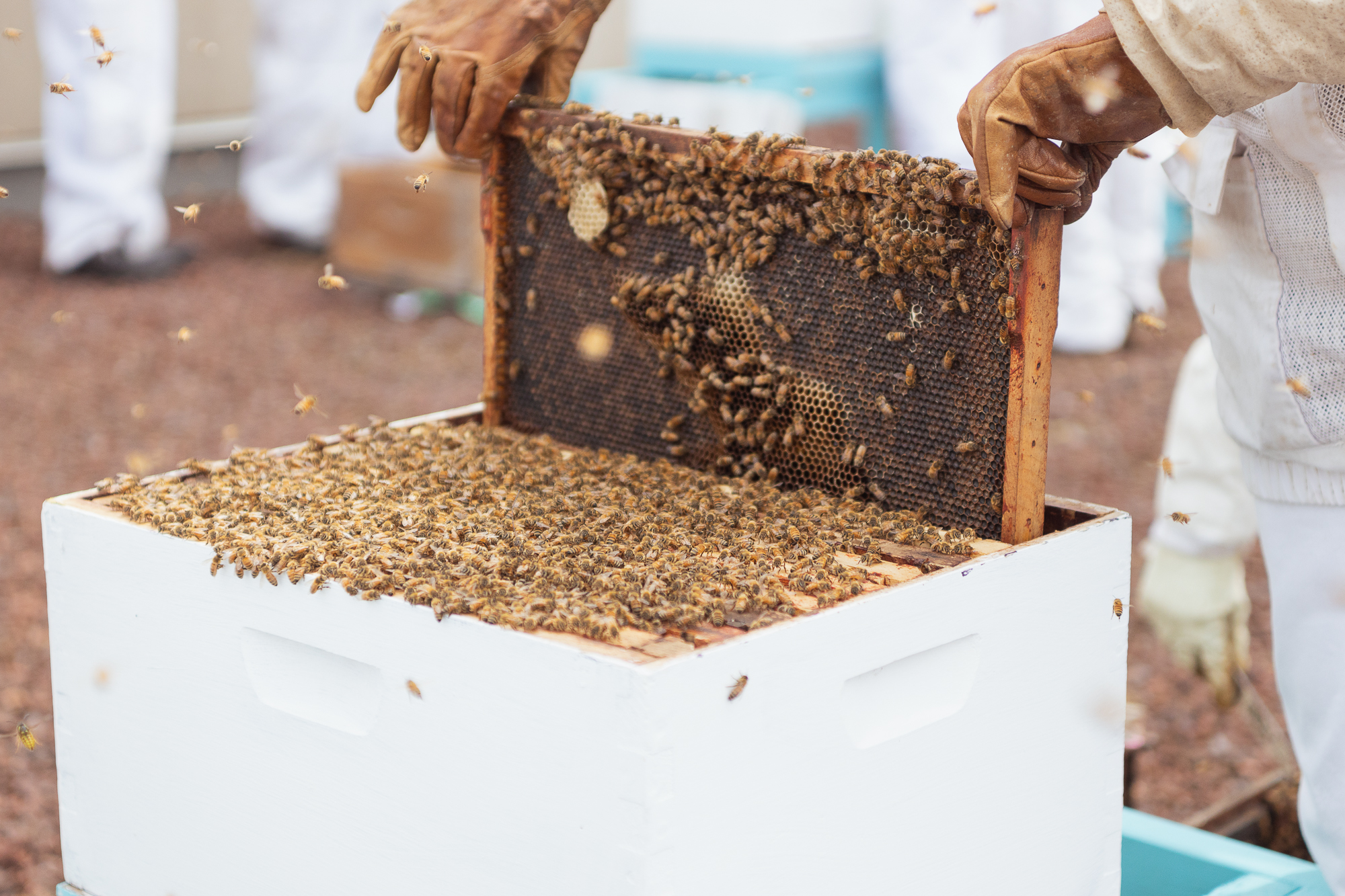 rooftop pollinator bee farm