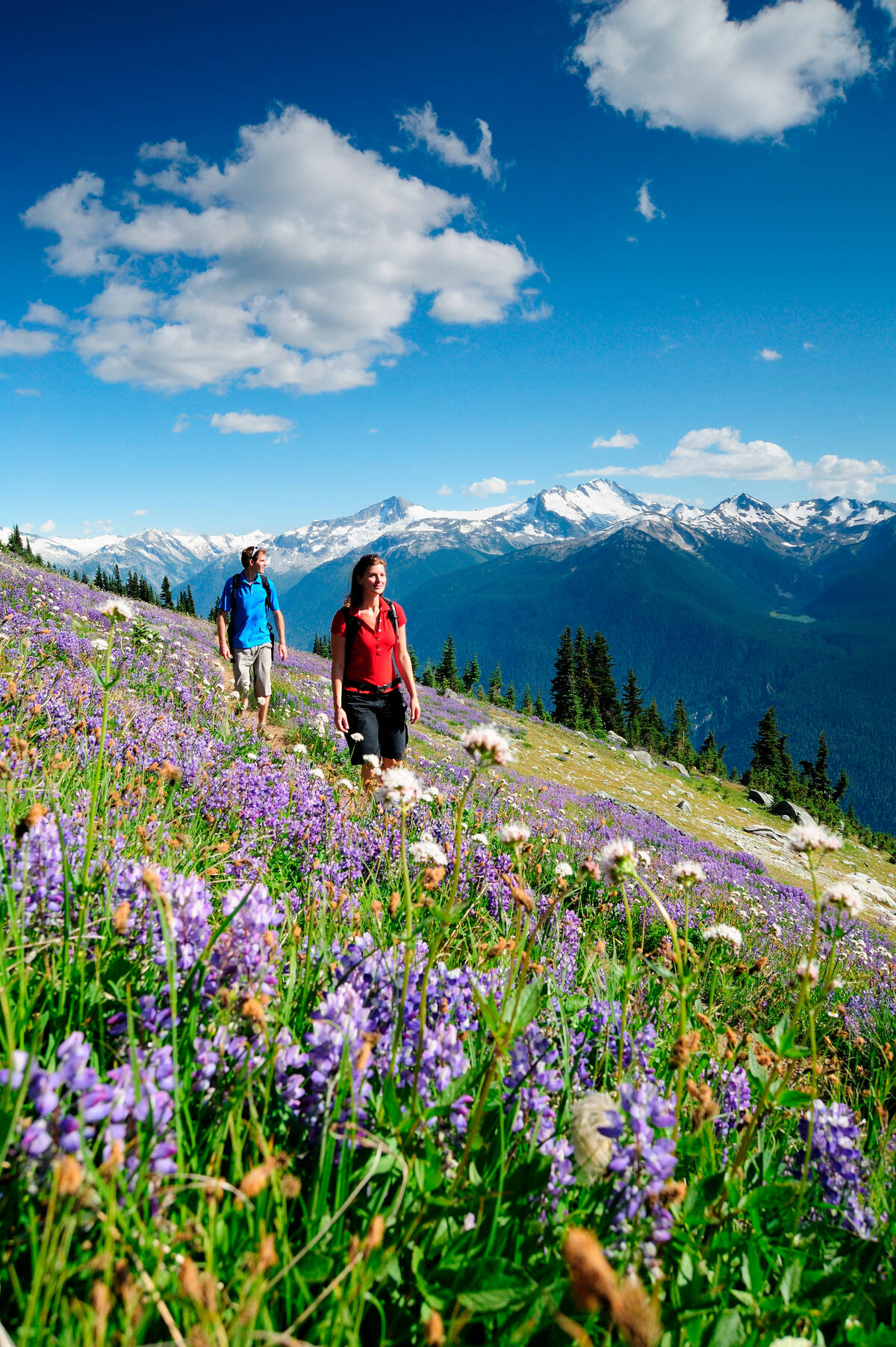 Whistler Alpine hiking Tourism Whistler/Steve Rogers