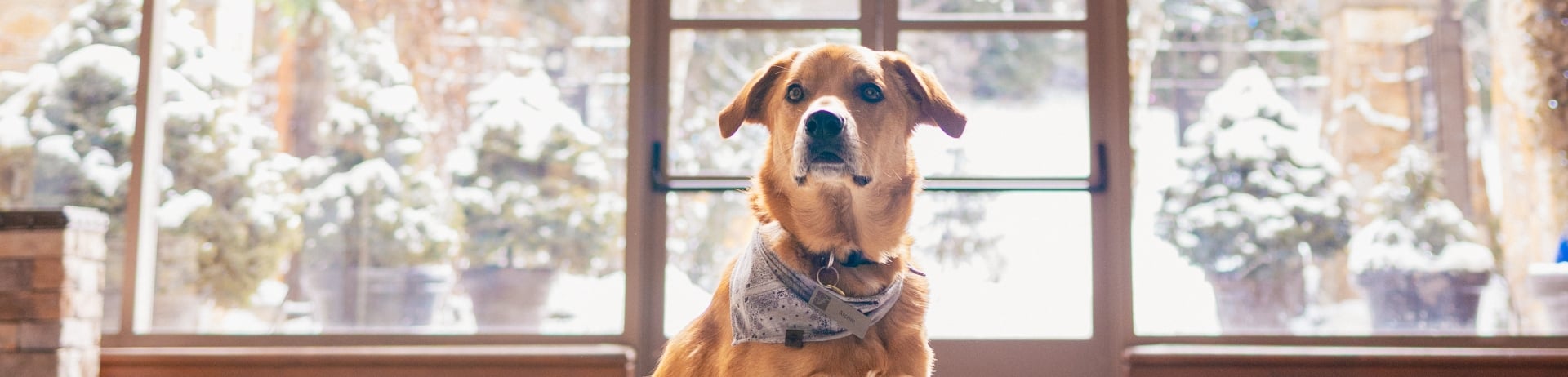 dog at the fairmont chateau whistler