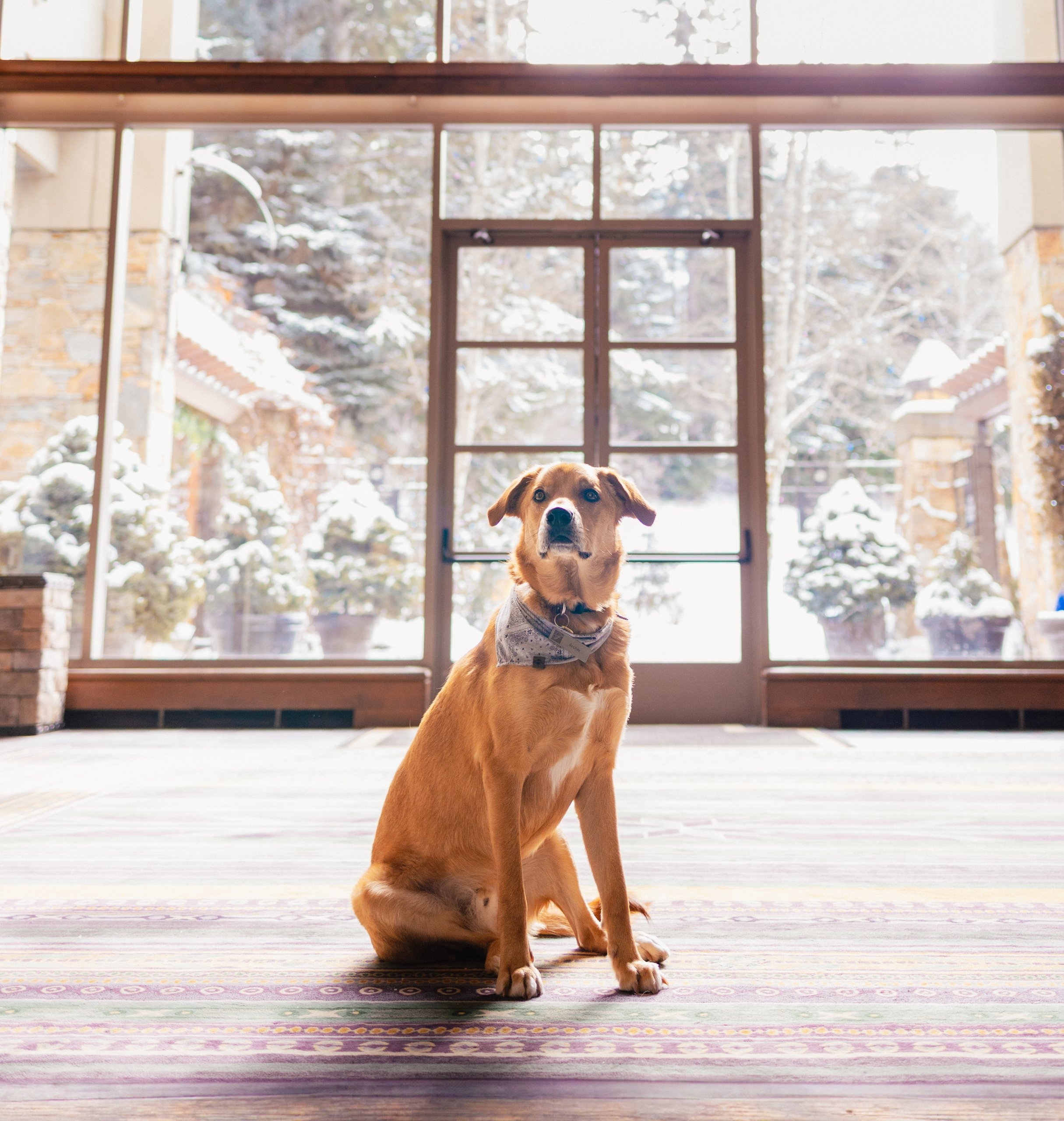 dog at the fairmont chateau whistler