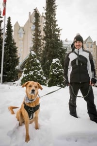 archie resort dog at fairmont chateau whistler
