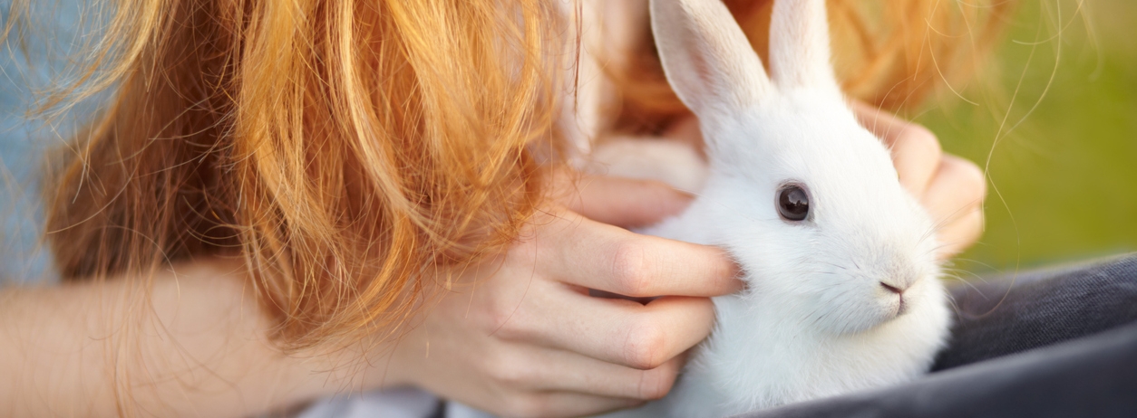 Cropped view of a young girl with a white rabbit on her lap