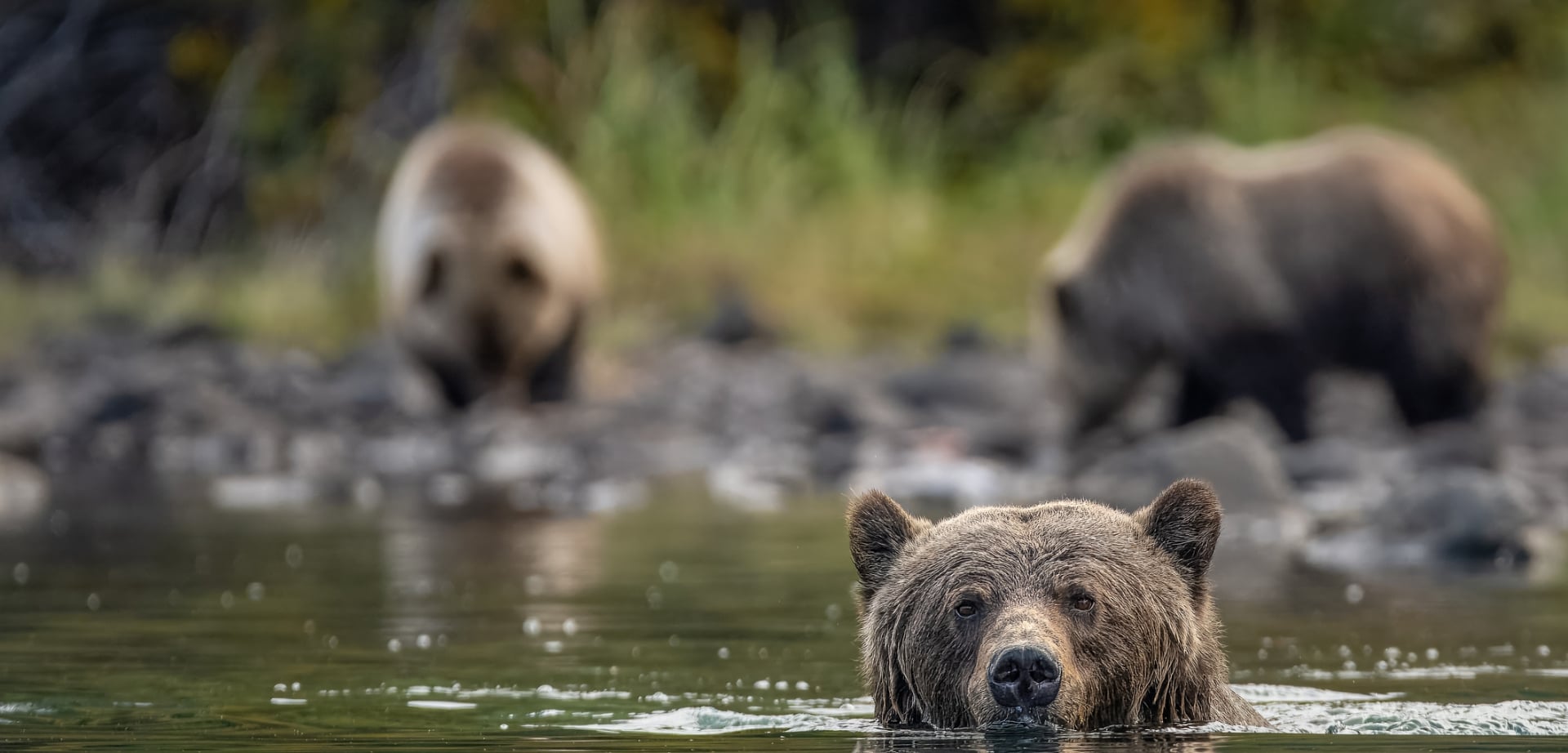 grizzly bear in squamish british columbia