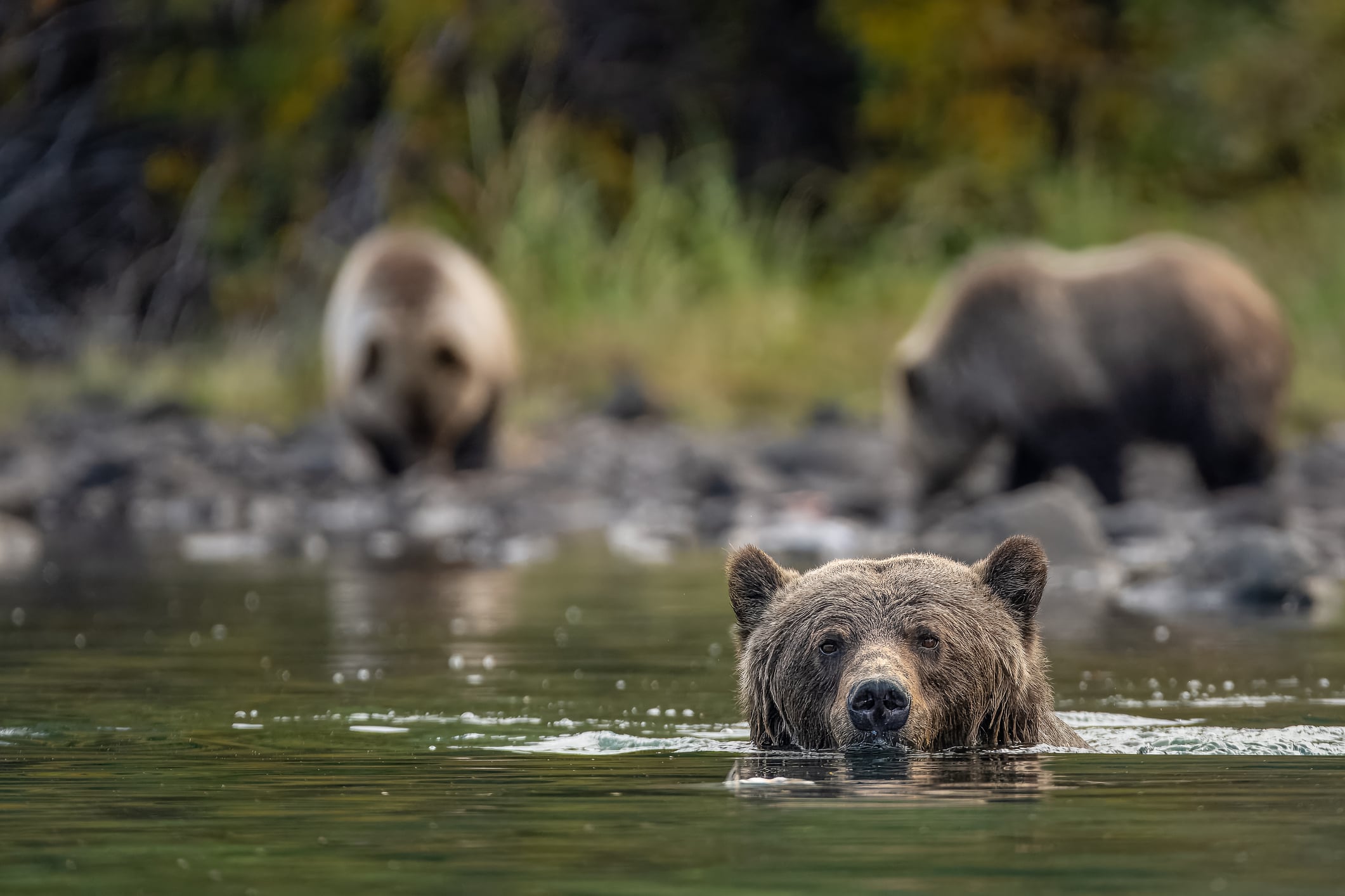 grizzly bear in squamish british columbia